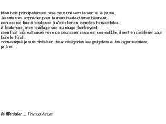 fiches-de-question-pour-un-champignon_merisier