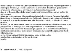 fiches-de-question-pour-un-champignon_tilleul commun