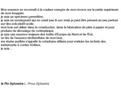 fiches-de-question-pour-un-champignon_pin sylvestre