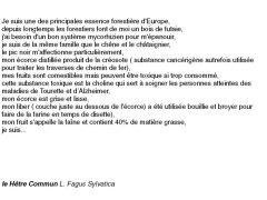 fiches-de-question-pour-un-champignon_hêtre commun