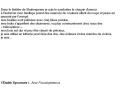 fiches-de-question-pour-un-champignon_érable sycomore